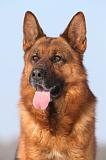 BERGER ALLEMAND 447
